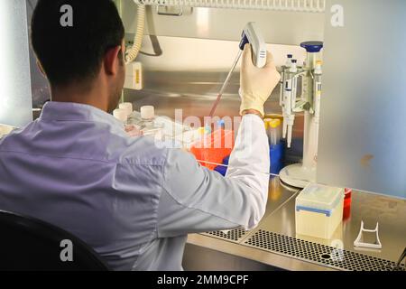 Le travail du chercheur avec la culture cellulaire dans une boîte laminaire. Technologies cellulaires en biologie et en médecine. Banque D'Images