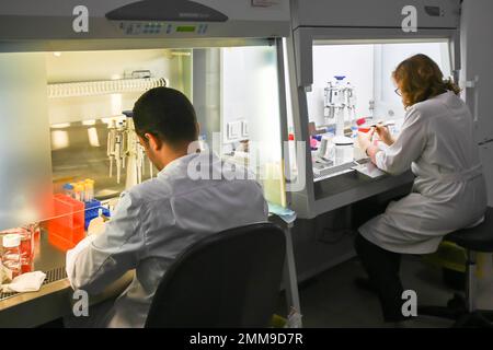 Le travail du chercheur avec la culture cellulaire dans une boîte laminaire. Technologies cellulaires en biologie et en médecine. Banque D'Images
