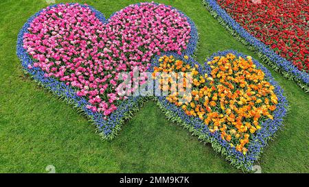 Deux cœurs, lits avec tulipes (Tulipa) et jacinthes de raisin (Muscari), vue d'en haut, jardins de Keukenhof, Lisse, Bollenstreek, Pays-Bas du Sud Banque D'Images