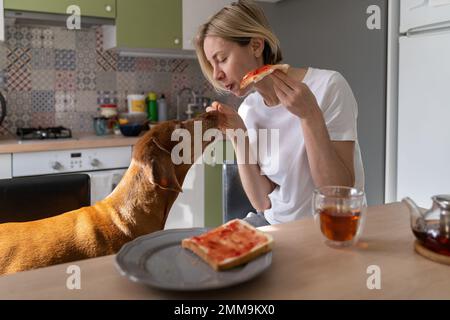 Une femme d'âge moyen et mature qui s'occupe d'un chien avec un sandwich est assise dans la cuisine pendant le petit déjeuner Banque D'Images