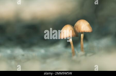 Une macro basse angle de deux petits champignons avec arrière-plan bokeh flou dans les couleurs vert pastel et beige, minimalisme, espace de copie, espace négatif, Banque D'Images