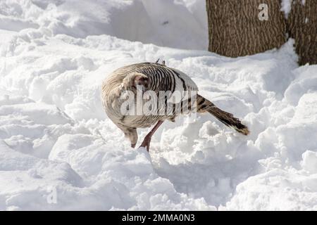 Espèces blanches de dinde sauvage marchant dans la neige près de la maison. Banque D'Images