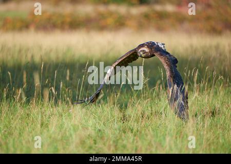 Aigle steppé (Aquila nipalensis), adulte, survolant un pré en automne Banque D'Images