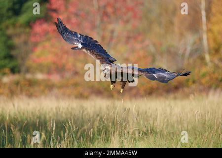 Aigle steppé (Aquila nipalensis), adulte, survolant un pré en automne Banque D'Images