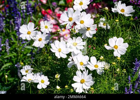 Fleurs blanches de la cosmétique dans le parc de la ville Banque D'Images