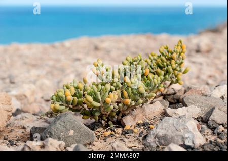 Desfontaines feuille de joug (Tetraena fontanesii), Zygophyllaceae, famille feuille de joug, succulente, tolérante au sel, Près de Playa de Esquinzo, près de TACA à l'ouest de Banque D'Images