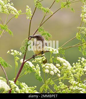 California Scrub jay in Tree, Montana de Oro State Park, Californie Banque D'Images