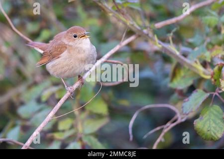 La commune nightingale, rufous nightingale ou nightingale (Luscinia megarhynchos). Banque D'Images