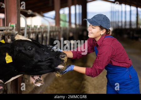 Femme nourrissant des vaches avec du foin dans le cheptel de ferme laitière Banque D'Images