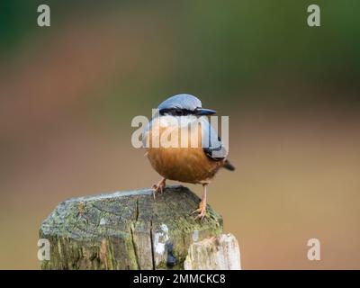 Plumage bleu et orange du petit oiseau de bois originaire du Royaume-Uni, Sitta europaea, nuthatch Banque D'Images