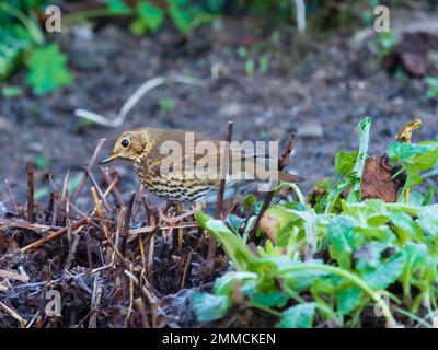 Royaume-Uni SONG Thrush, Turdus philomelos, se forant dans un jardin gelé en hiver Banque D'Images