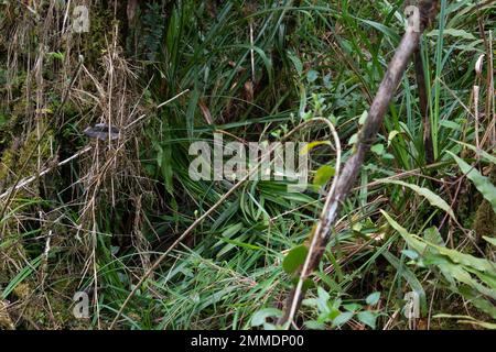 Terrow d'ours andins au milieu de la forêt paramo colombienne à l'intérieur du parc naturel national de chingaza Banque D'Images