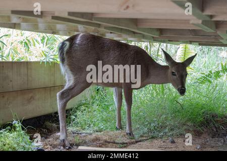 Cerf de Virginie femelle sous une structure en bois au système paramo colombien Banque D'Images