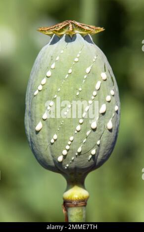 Détail de la tête de pavot à opium, en latin papaver somniferum, une tête de pavot immature avec des gouttes de latex de lait d'opium Banque D'Images