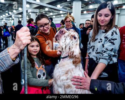 New York, New York, États-Unis. 29th janvier 2023. C'était pratique à l'AKC rencontrer les races au Javits Centre à New York. Le salon des races de chiens de 100 est le plus grand événement américain de races de chiens en personne présentant des chiens dans toutes les catégories. Les amateurs de chiens ont eu une occasion unique de se rencontrer, de jouer et d'en apprendre plus sur leurs races préférées. L'extravagance canine de 2 jours a apporté des sourires aux gens et des queues aux animaux sociables. Ce Setter anglais a été tous les mains sur et d'aimer l'attention. Crédit : ZUMA Press, Inc./Alay Live News Banque D'Images