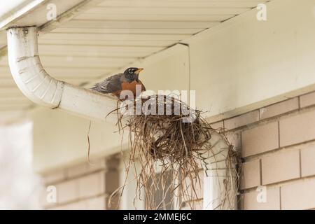 Un Robin construisant un nid au printemps sur un bec verseur Banque D'Images