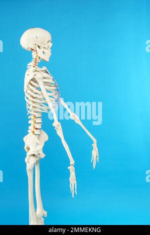 Modèle de squelette humain artificiel sur fond bleu Banque D'Images