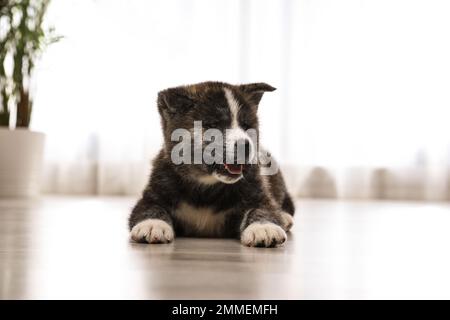 Mignon petit chiot Akita inu à l'intérieur. Chien sympathique Banque D'Images