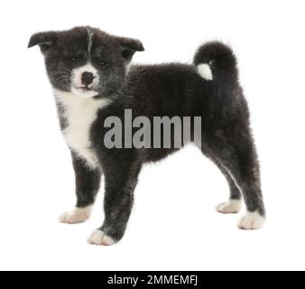 Mignon chiot Akita inu sur fond blanc. Chien sympathique Banque D'Images