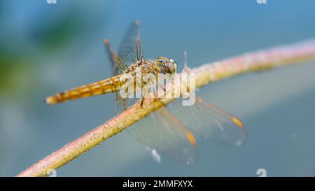 Belle nature, Une libellule sur branche d'arbre et l'étang flou d'arrière-plan, Macro shots, insecte en Thaïlande. Banque D'Images