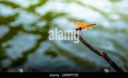 Belle nature, Une libellule sur branche d'arbre et l'étang flou d'arrière-plan, Macro shots, insecte en Thaïlande. Banque D'Images