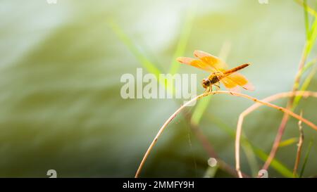 Belle nature, Une libellule sur branche d'arbre et le marais flou d'arrière-plan, Macro shots, insecte en Thaïlande. Banque D'Images