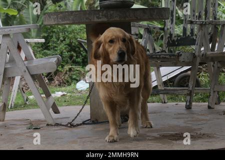 Mes chiens d'animaux de compagnie, Labrador et Golden Retriever. Sri Lanka. Banque D'Images