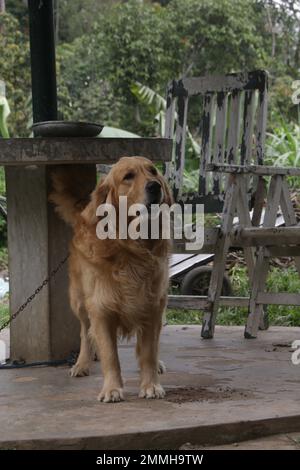 Mes chiens d'animaux de compagnie, Labrador et Golden Retriever. Sri Lanka. Banque D'Images