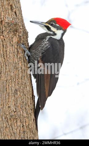 Portrait de pic de bois piléé assis sur un tronc d'arbre dans la forêt, Québec, Canada Banque D'Images