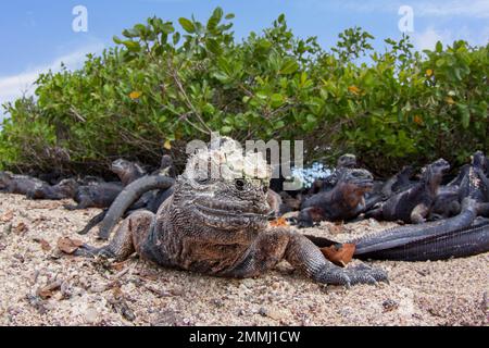 Galapagos iguana marine, Amblyrhynchus cristatus, colonie sur la plage, baie de Tortuga, Puerto Ayora, Île de Santa Cruz, Galapagos, Équateur. Banque D'Images