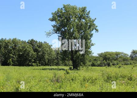 Un arbre de Cottonwood seul en été dans un pré avec un ciel bleu sans nuages à la réserve naturelle de somme Prairie à Northbrook, Illinois Banque D'Images