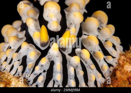 Un regard de près sur les rhinphores à l'avant d'un nudibrante d'oeufs brouillés, Phyllidia varicosa, Hawaii. C'est le plus commun des phyllidiidés à Hawaï. Banque D'Images