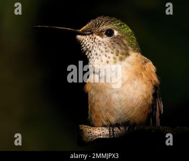 Un colibri à queue large repose à l'ombre. Banque D'Images