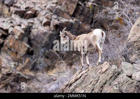 Jeune mouflon d'Amérique des Rocheuses (Ovis canadensis) dans le canyon Clear Creek, au large des sommets jusqu'au sentier des plaines - près de Golden, Colorado, États-Unis Banque D'Images