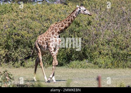 Girafe traverse la plaine africaine Banque D'Images
