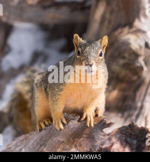 Un écureuil de renard apprécie le matin sur une bûche abîmée. Banque D'Images