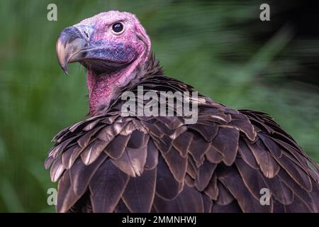 Vautour de Lappet (Torgos tracheliotos) au zoo d'Atlanta, en Géorgie. (ÉTATS-UNIS) Banque D'Images