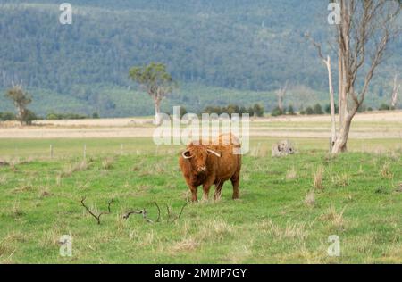 Les bovins des Highlands s'épanouissent dans le climat changeant de la Tasmanie, ils adorent les hivers froids avec leur double pelage épais Banque D'Images
