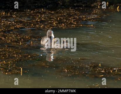 Cuist australien (Fulica ata australis) avec deux jeunes poussins au soleil tôt le matin. Banque D'Images