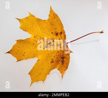 Feuille d'érable jaune comme symbole d'automne. Isolé sur blanc. Banque D'Images