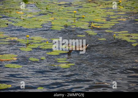 Les canards s'assoient sur la pipe qui va dans l'eau du lac. L'eau près du rivage est recouverte de feuilles de nénuphars. Un des canards regarde soigneusement son propre réflecti Banque D'Images