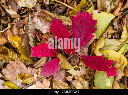 Collection de différentes feuilles de couleur automnale, fond de texture. Banque D'Images
