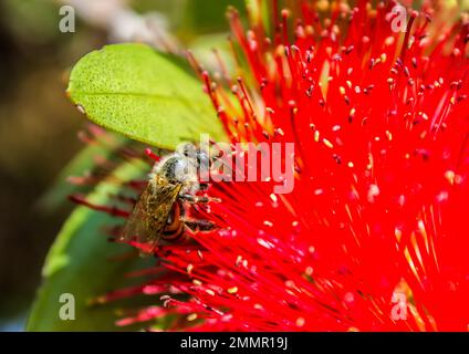 Une abeille, recouverte de pollen, tout en se fourrager sur la fleur de scarlet d'un Bottlebrush Banque D'Images