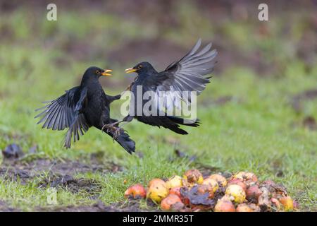 Common blackbird Turdus merula, 2 hommes adultes combattant, Suffolk, Angleterre, janvier Banque D'Images