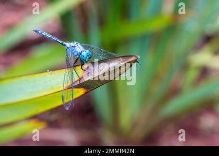 Un mâle bleu vif Dragonfly (petite écumoire, Orthetrum abbotti) perché d'une feuille verte dans la région de Magoebaskloof Banque D'Images