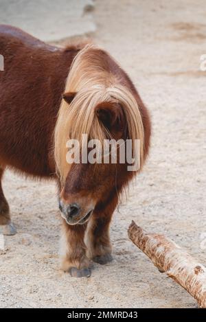 Portrait d'un magnifique poney shetland avec une longue carie jaune Banque D'Images
