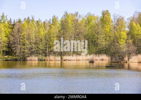 Lac avec arbres verts luxuriants au printemps Banque D'Images