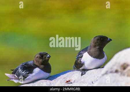 Paire de petits auk sur un rocher ensoleillé Banque D'Images