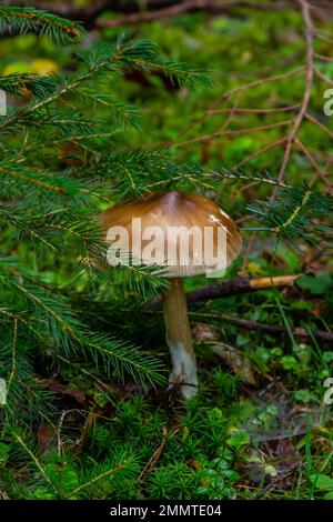 Amanita fulva, communément appelée la grisette tawny ou l'amanita sans anneau orange-brun. Banque D'Images