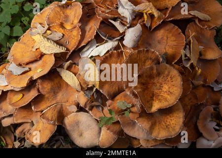 Armillaria mellea, communément appelé champignon du miel, est un champignon basidiomycète du genre Armillaria. Beau champignon comestible. Banque D'Images